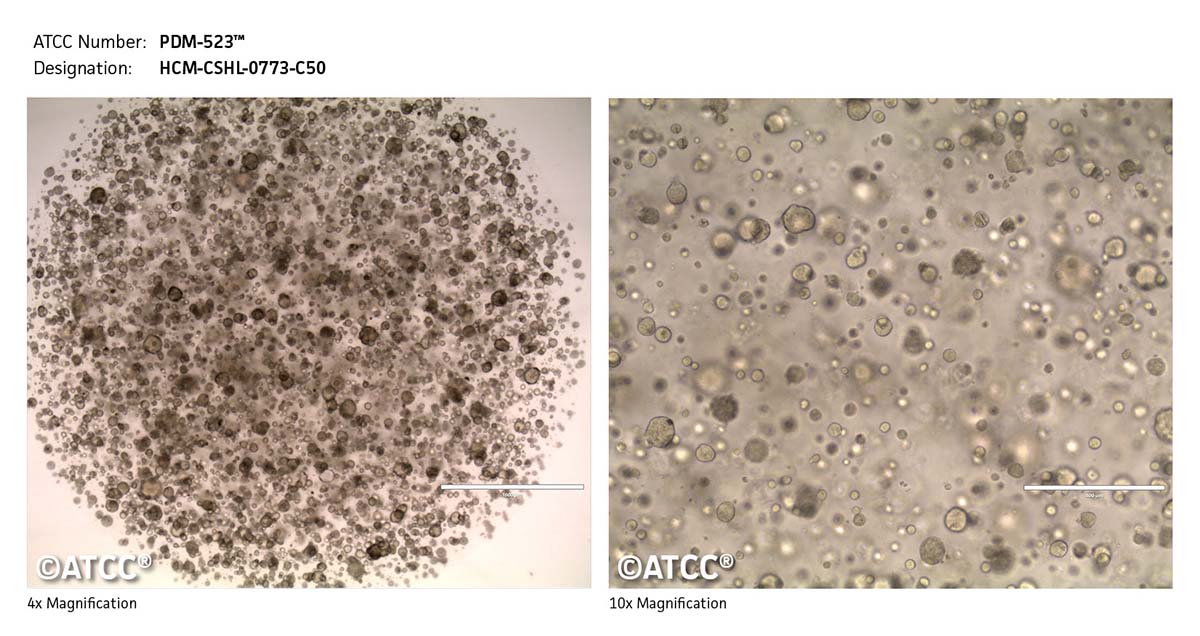 Cell Micrograph PDM-523