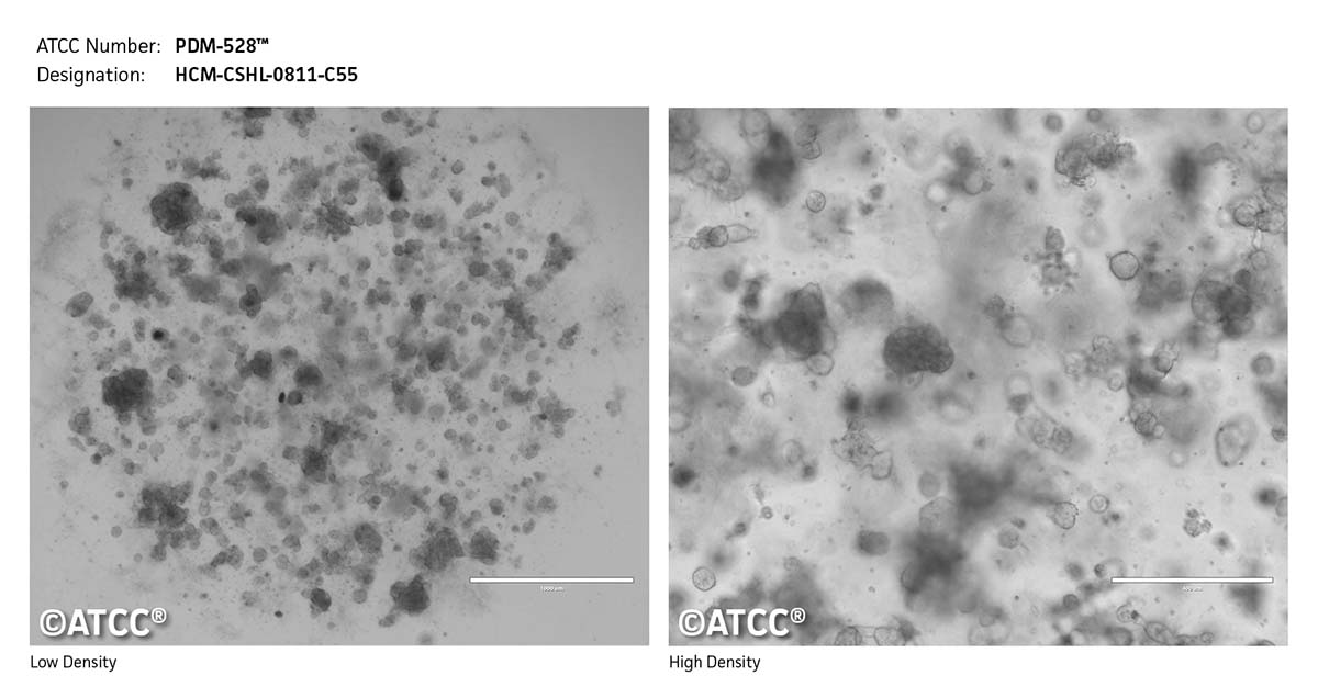 Cell Micrograph PDM-528