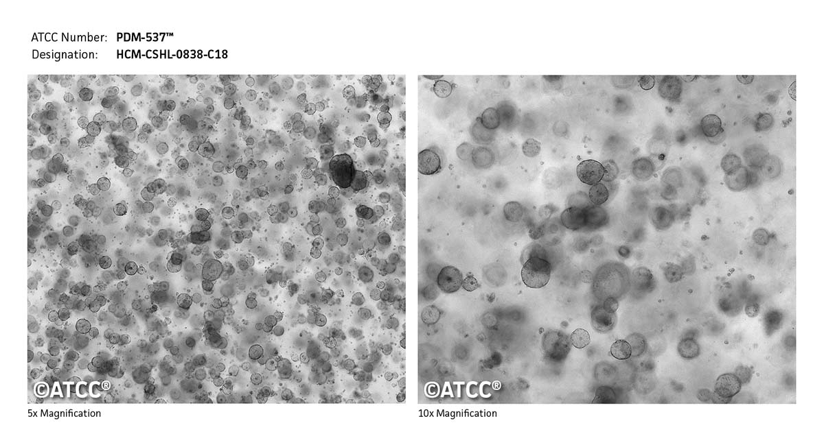 Cell Micrograph PDM-537