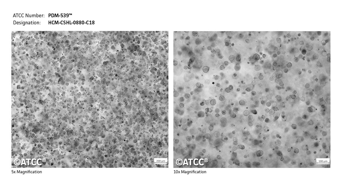 Cell Micrograph PDM-539