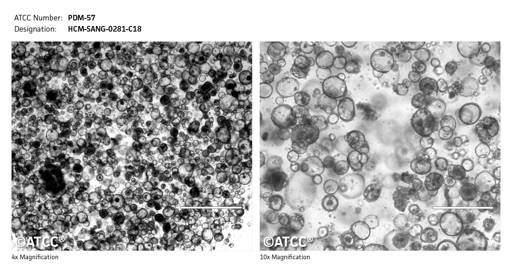 ATCC PDM-51 Cell Micrograph