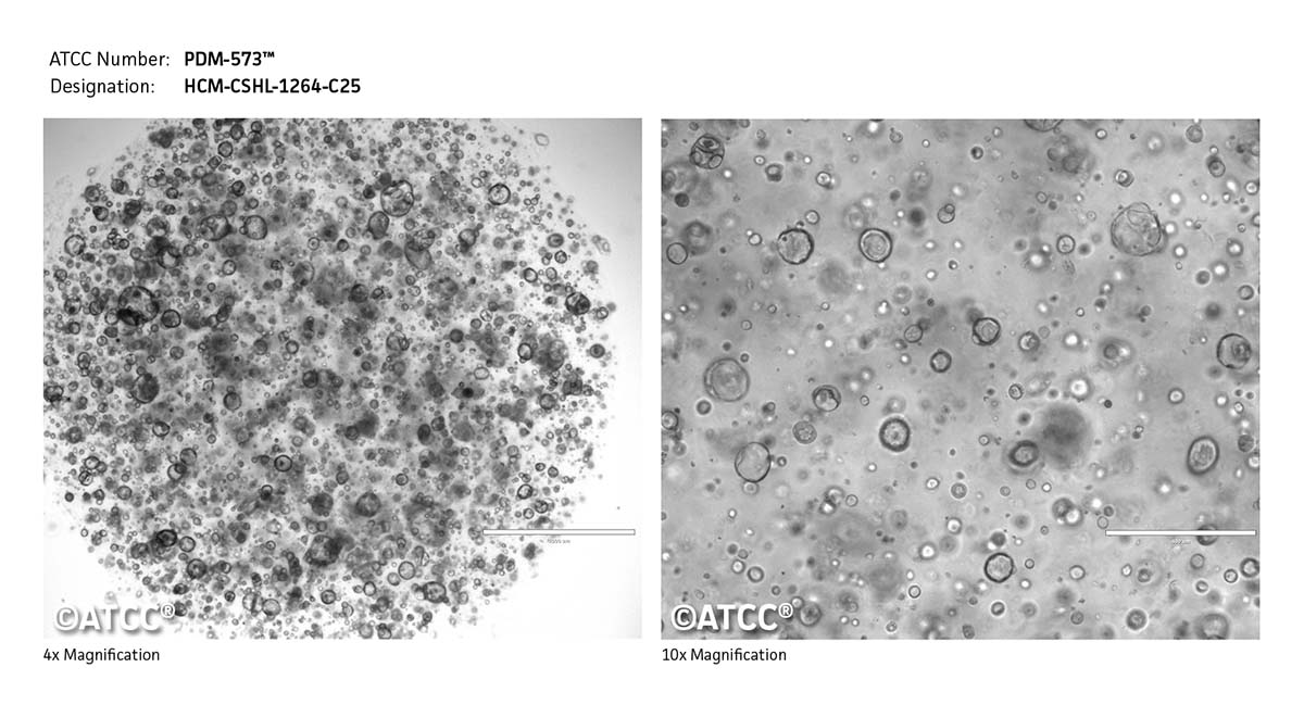 Cell Micrograph PDM-573