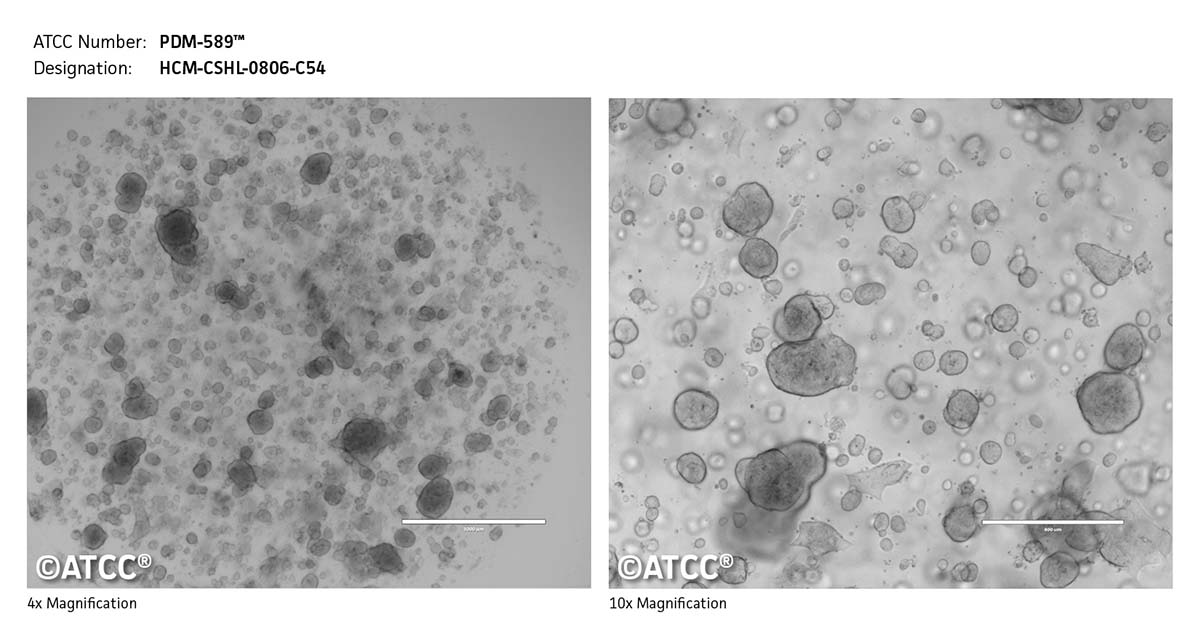Cell Micrograph of PDM-589