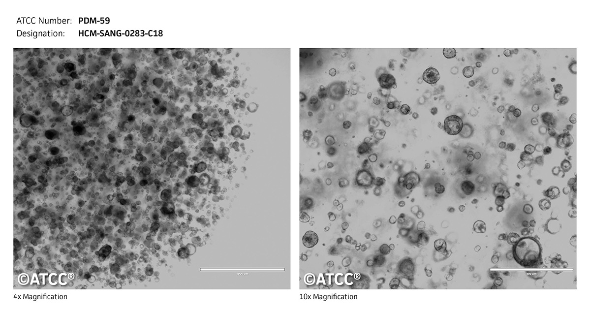 Micrograph PDM-59