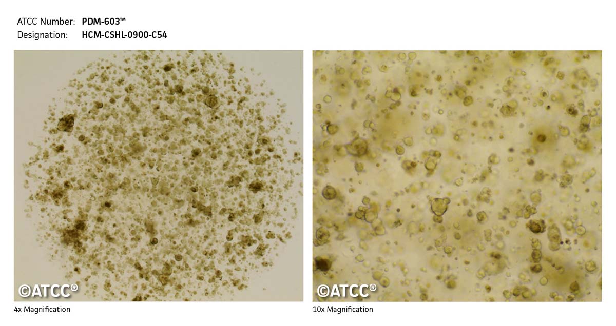 Cell Micrograph PDM-603