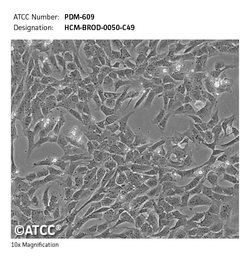 cell micrograph PDM-609