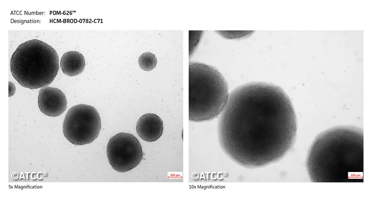 Cell Micrograph of PDM-626