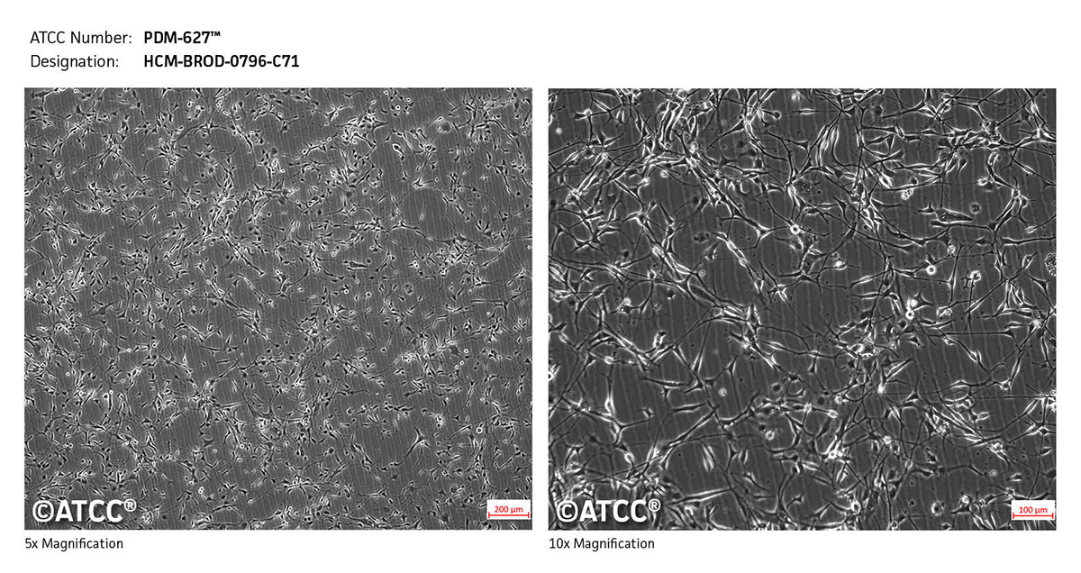 Cell micrograph of PDM-627