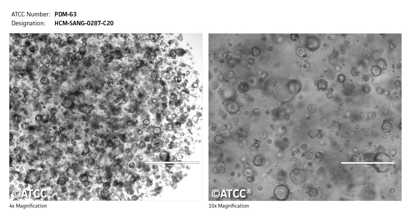 cell micrograph PDM-63