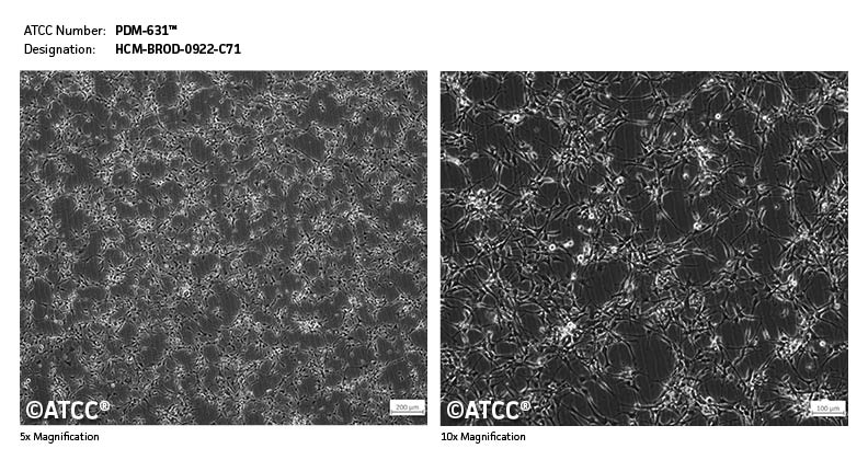 Cell Micrograph of PDM-631
