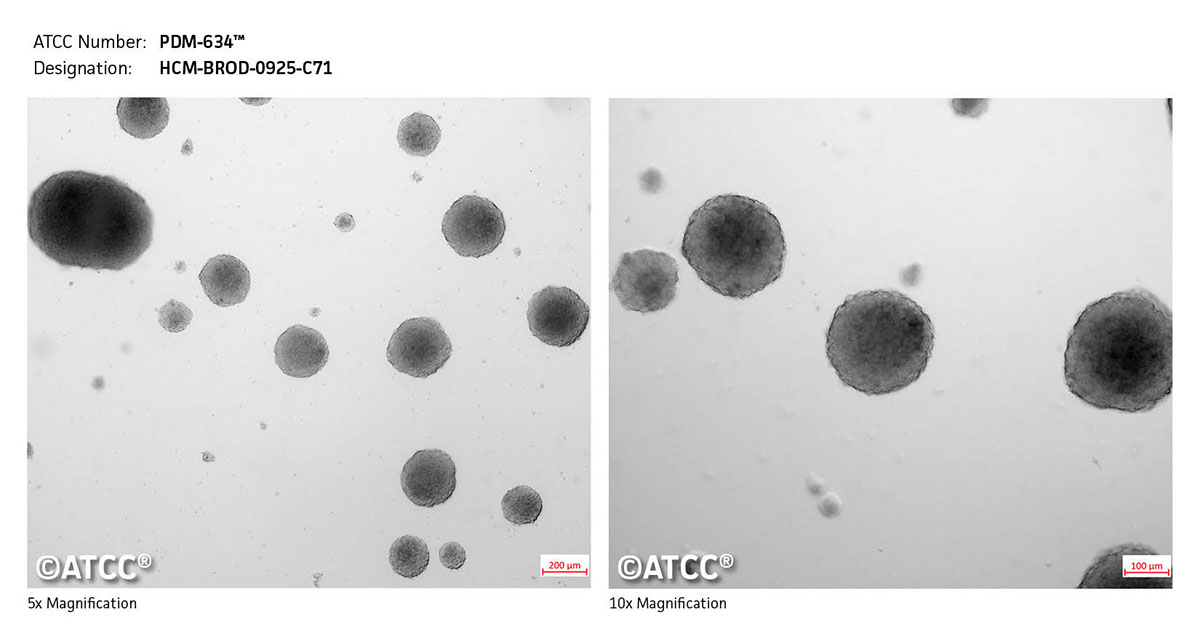 Cell Micrograph of PDM-634 