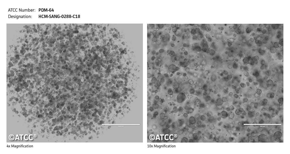 Cell Micrograph PDM-64