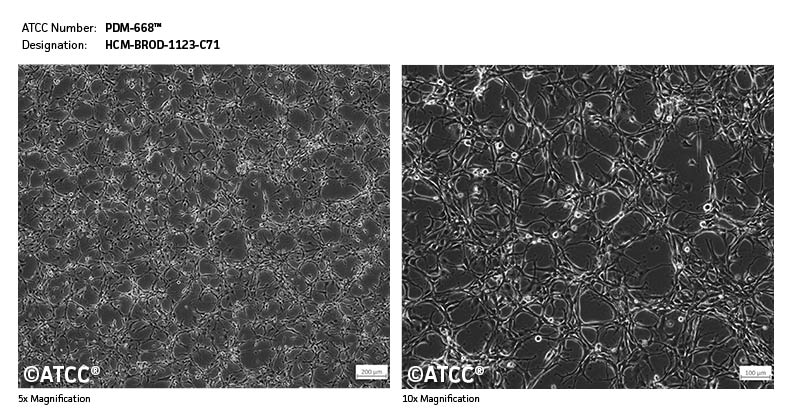 Cell Micrograph of PDM-668