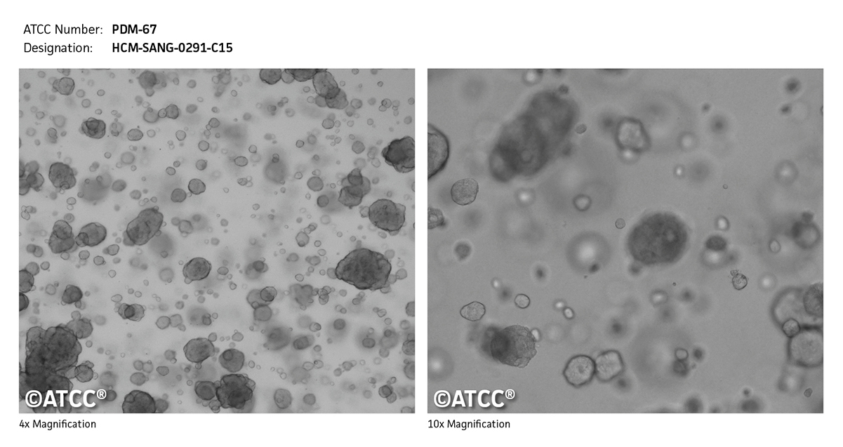 PDM-67 Micrograph