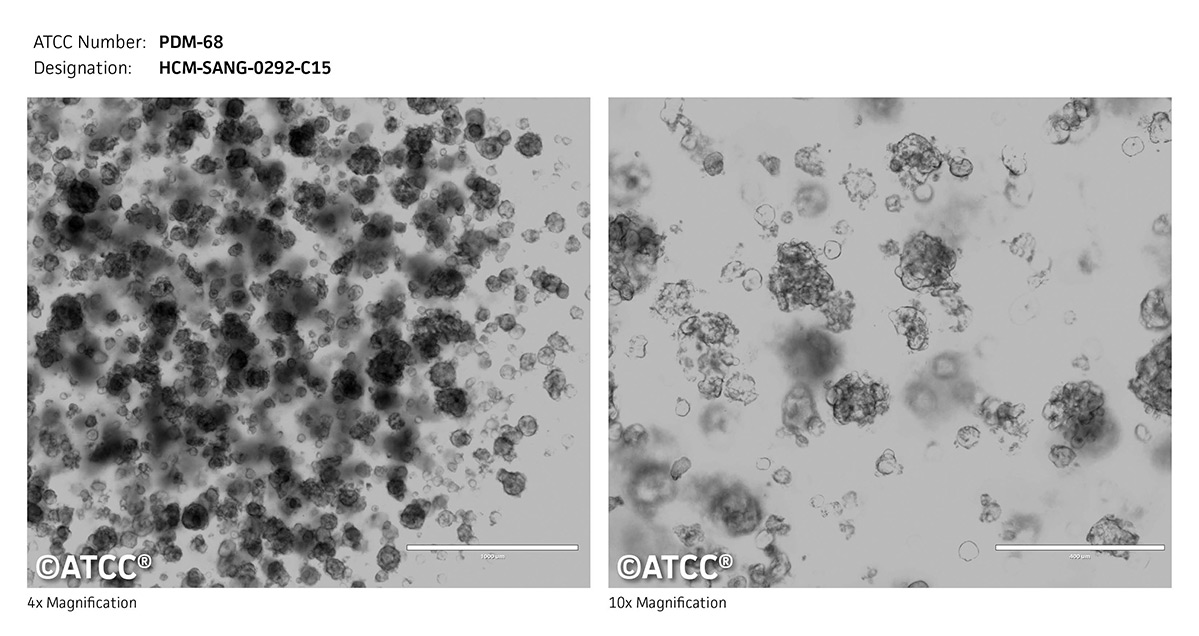 Micrograph PDM-68