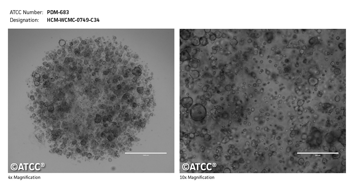 Cell micrograph PDM-683