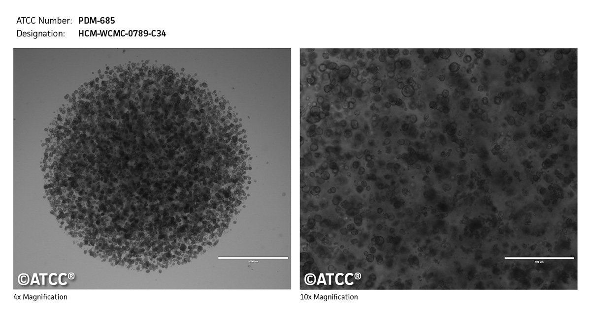 Cell micrograph PDM-685