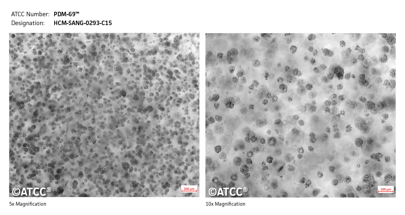 Micrograph of PDM-69 Low High