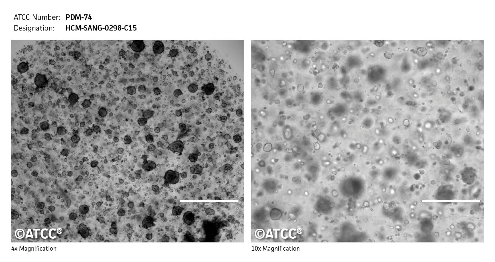 ATCC PDM-74 Cell Micrograph
