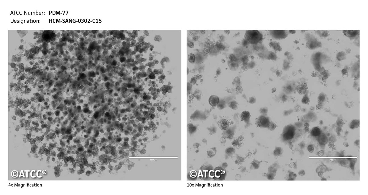 Cell Micrograph PDM-77