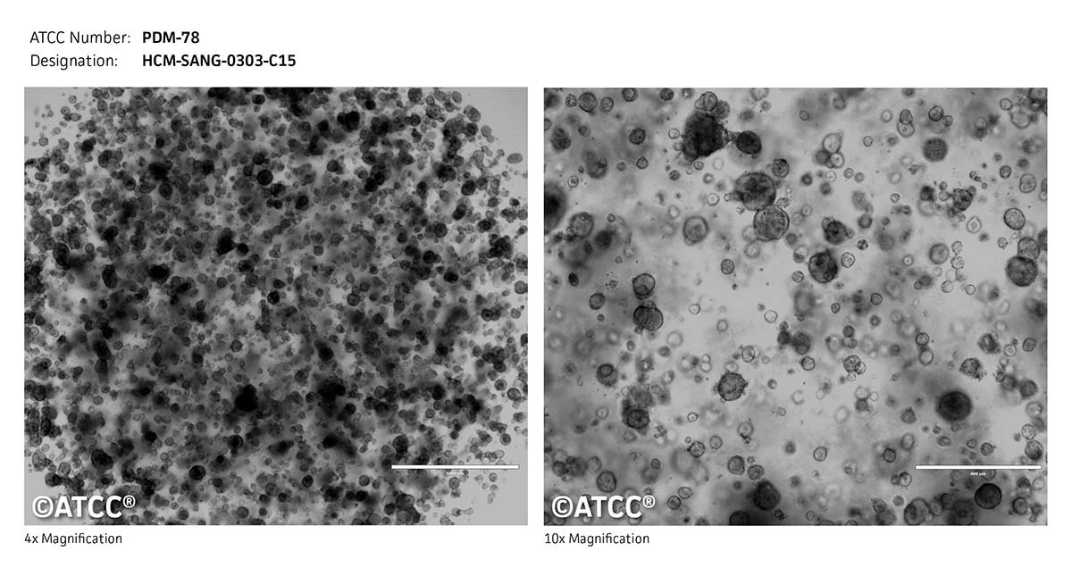 ATCC PDM-78 Cell Micrograph