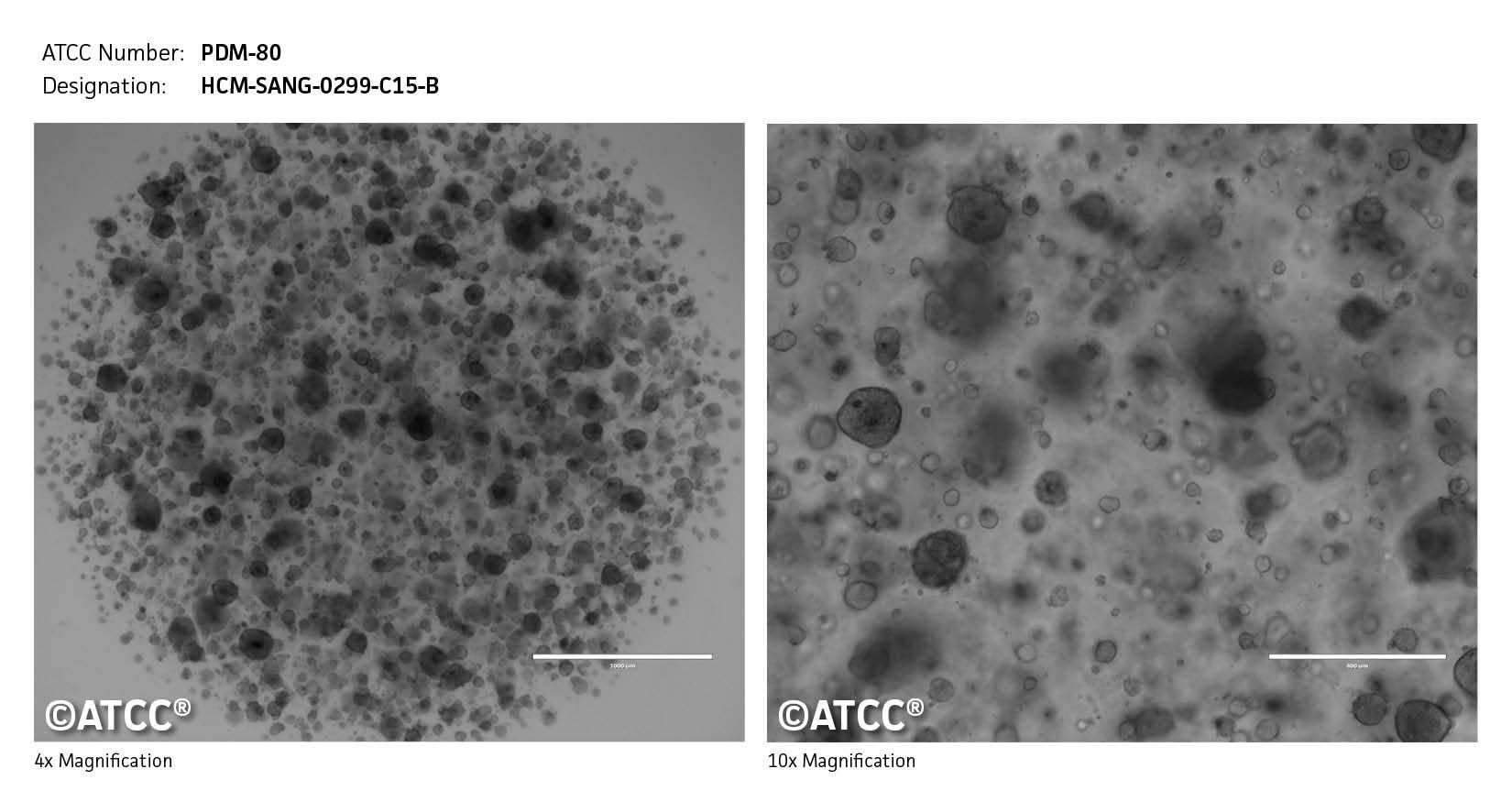 Cell micrograph PDM-80