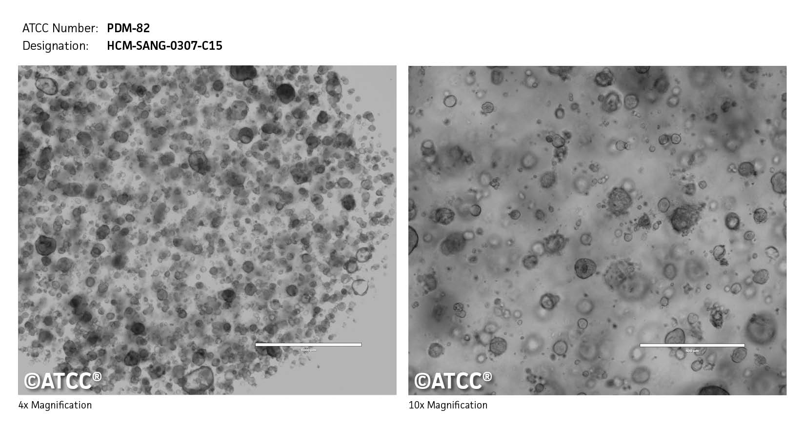 cell micrograph PDM-82