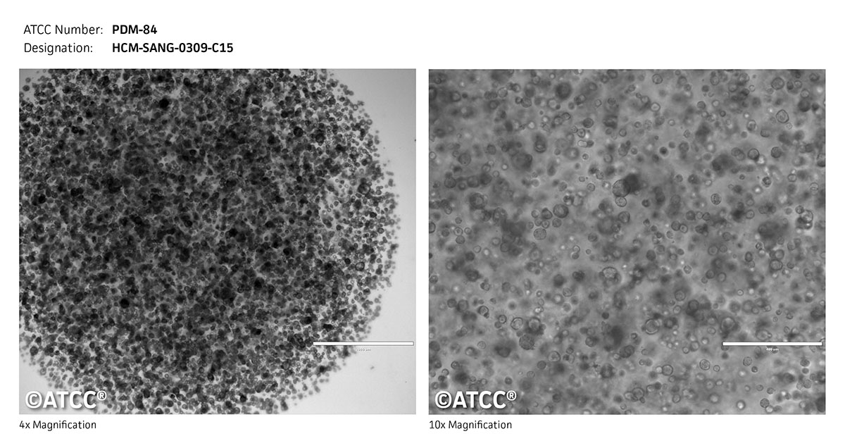 Cell micrograph for PDM-84