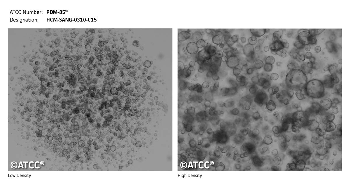 Cell Micrograph PDM-85