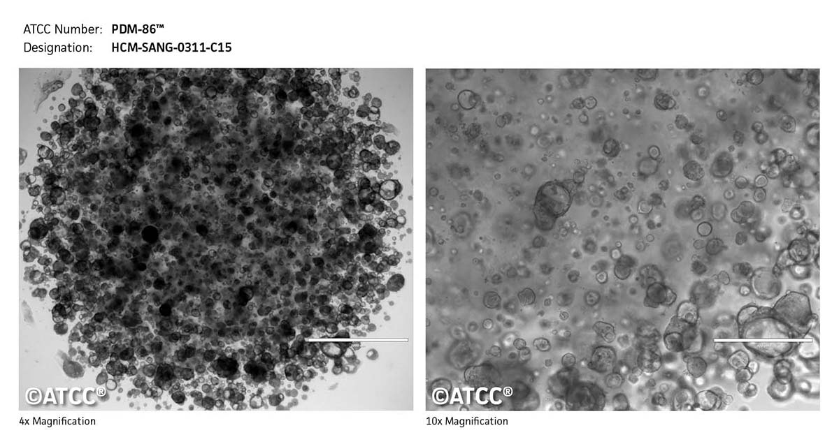 Cell micrograph of PDM-86