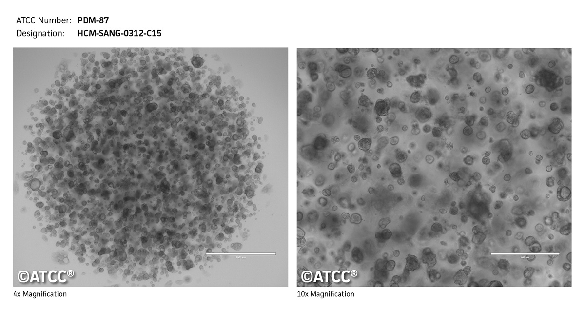Cell micrograph PDM-87
