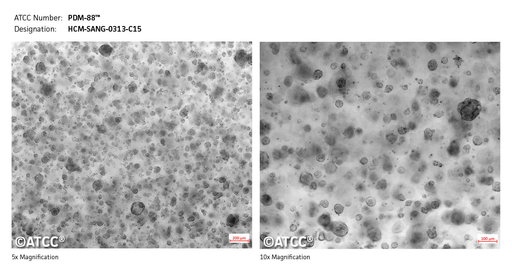Micrograph of PDM-88 Low High