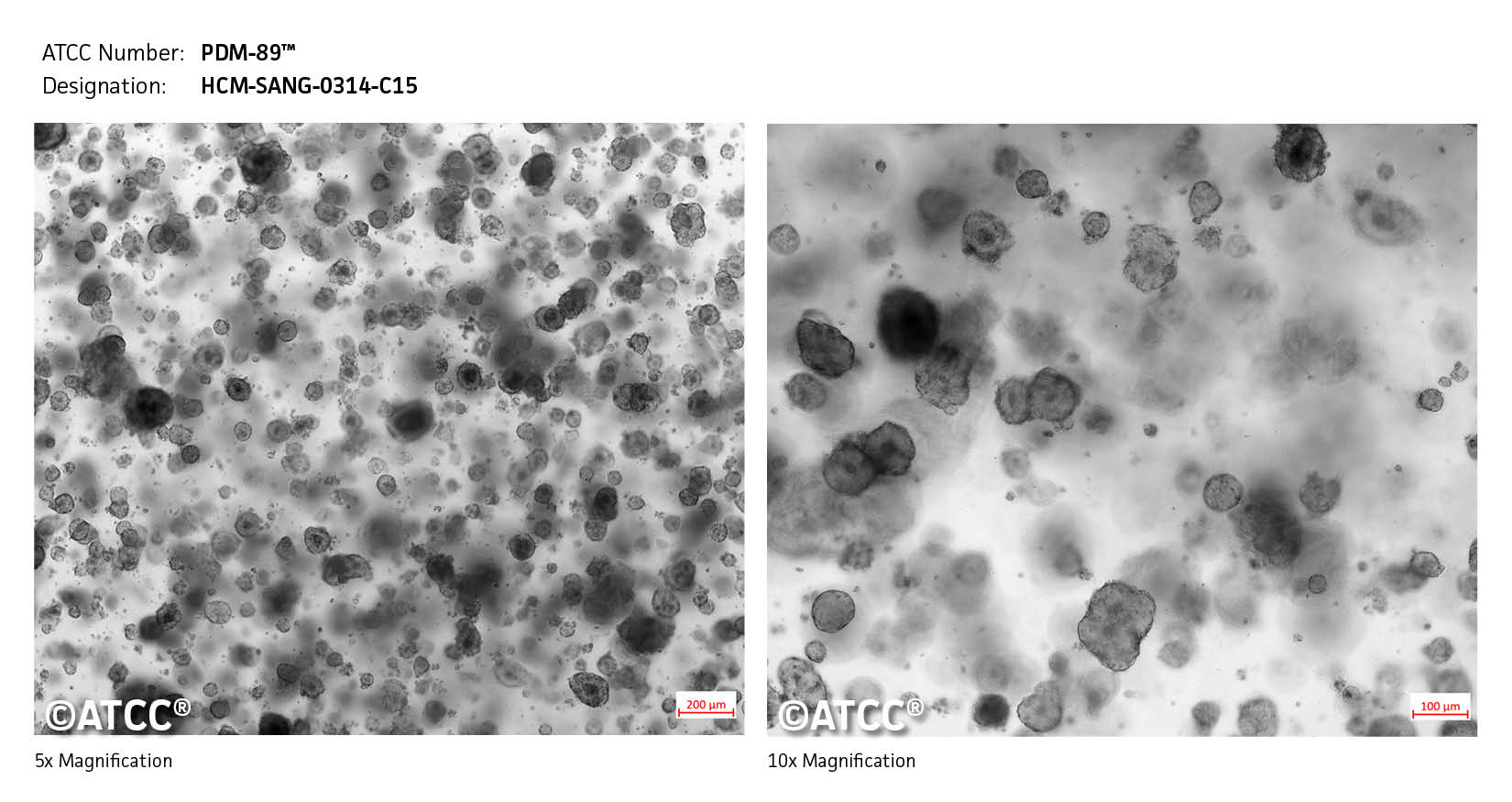 Micrograph of PDM-89 Low High