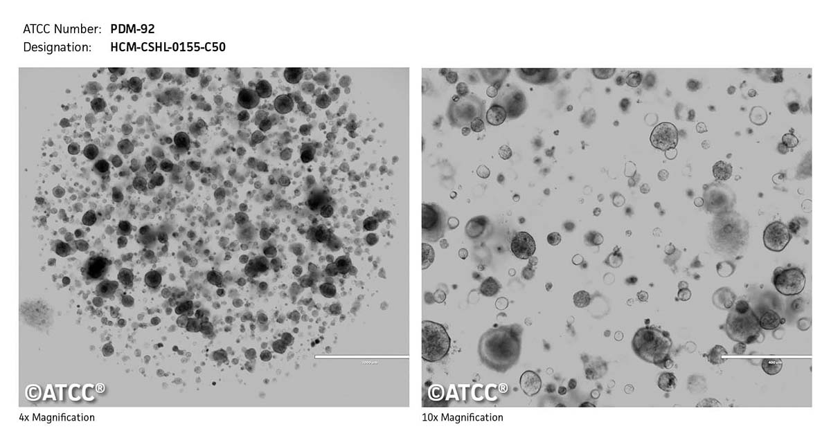 Cell Micrograph PDM-92