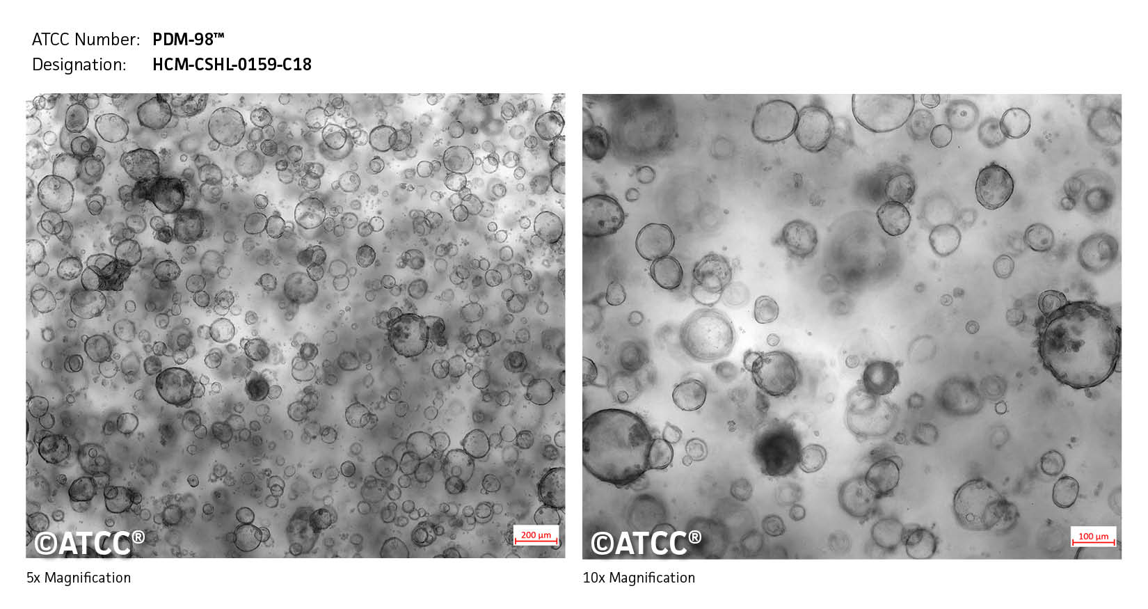 Low High Micrograph of PDM-98