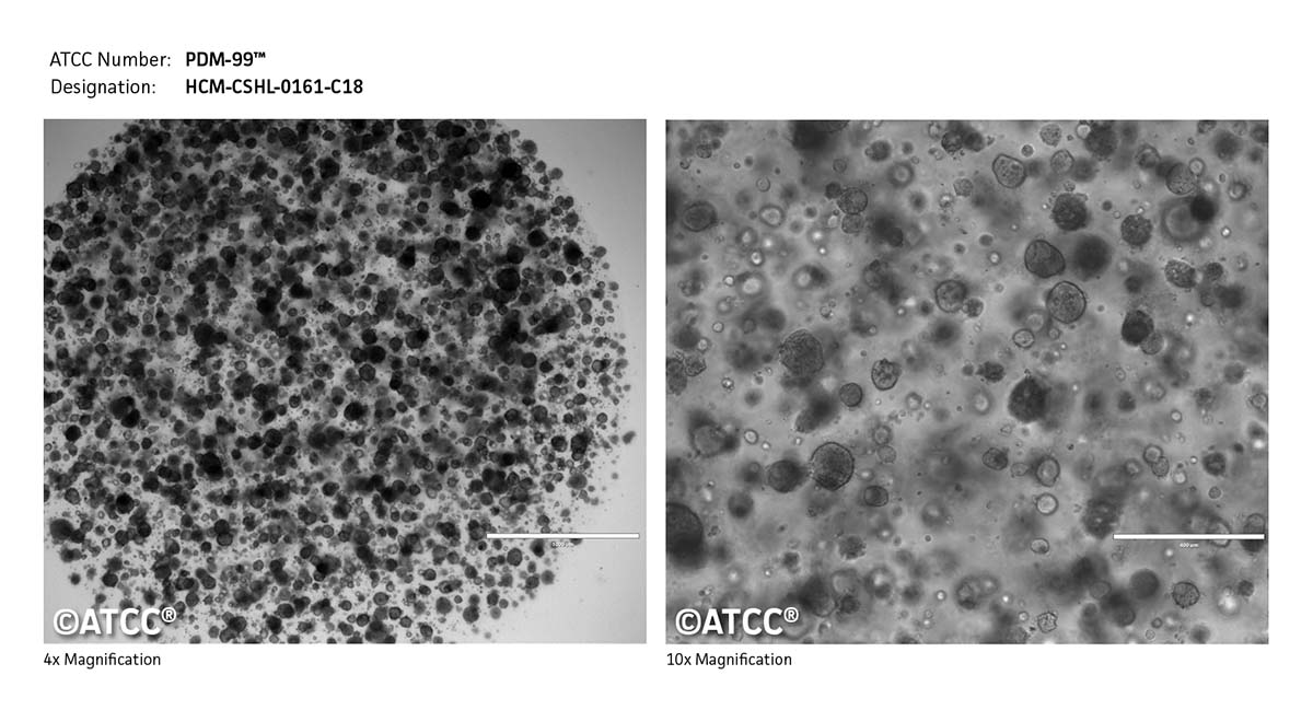 Cell Micrograph PDM-99
