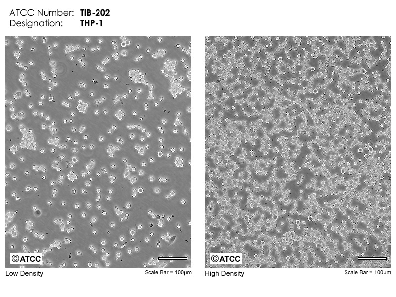 THP リキッド 1ml CBP CBD H4CBH THXE CRDP THP-1 - TIB-202 | ATCC