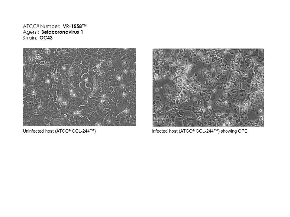 Image of Host Effects for VR-1558