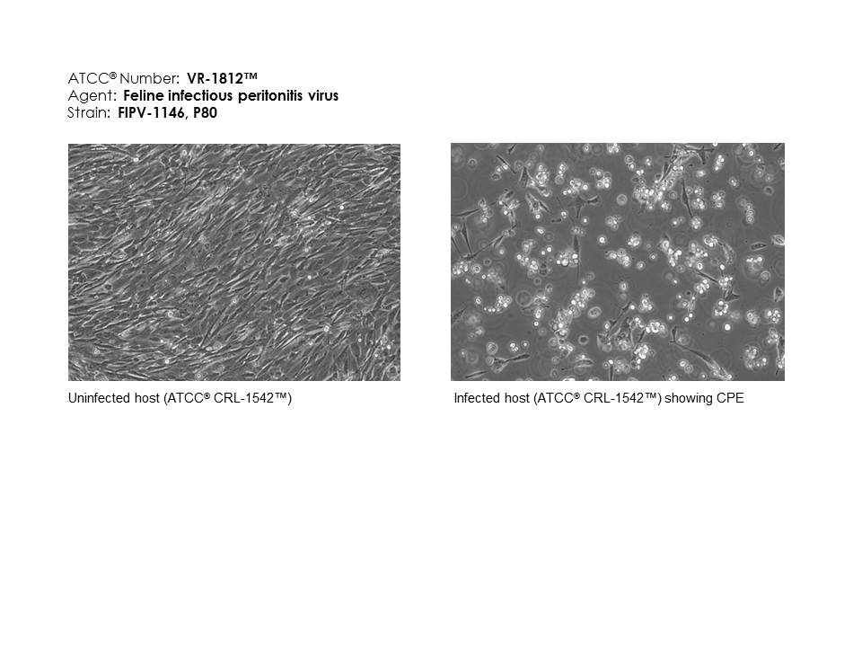 ATCC VR-1812 micrograph of cell effects