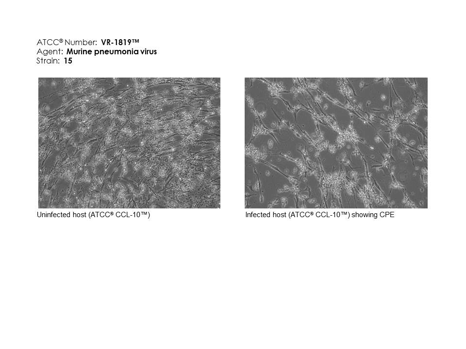 ATCC VR-1819 images