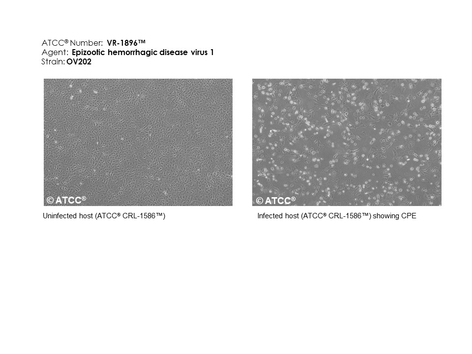 Micrograph of Epizootic hemorrhagic disease virus 1