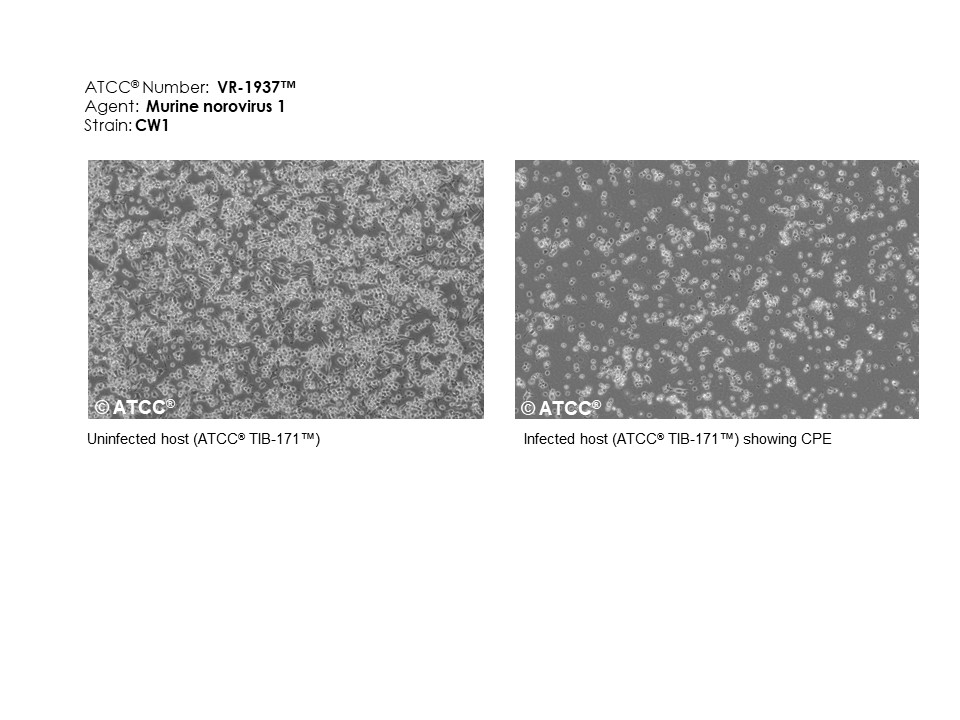 Murine norovirus 1 VR 1937 ATCC