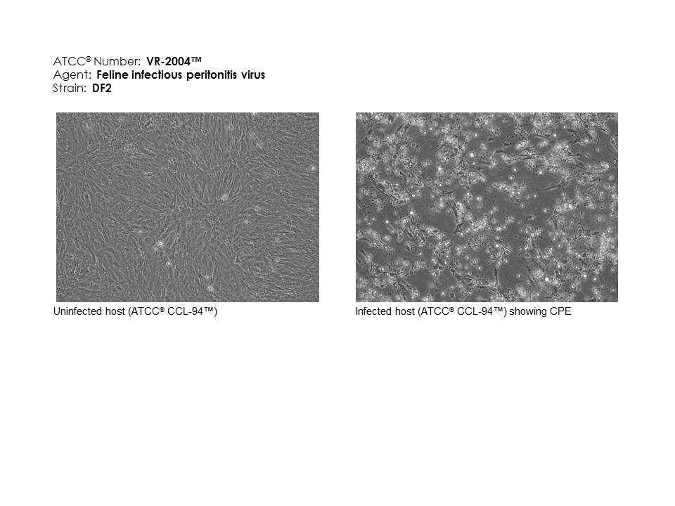 ATCC VR-2004 images