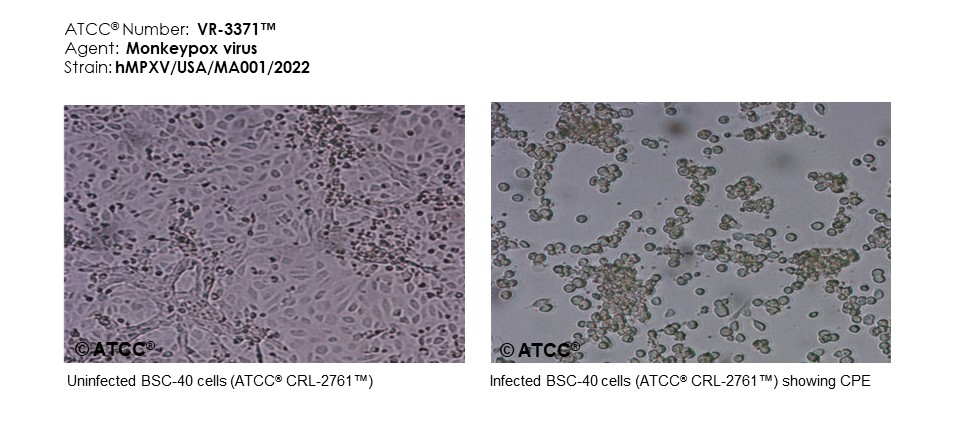 Micrograph of host effects