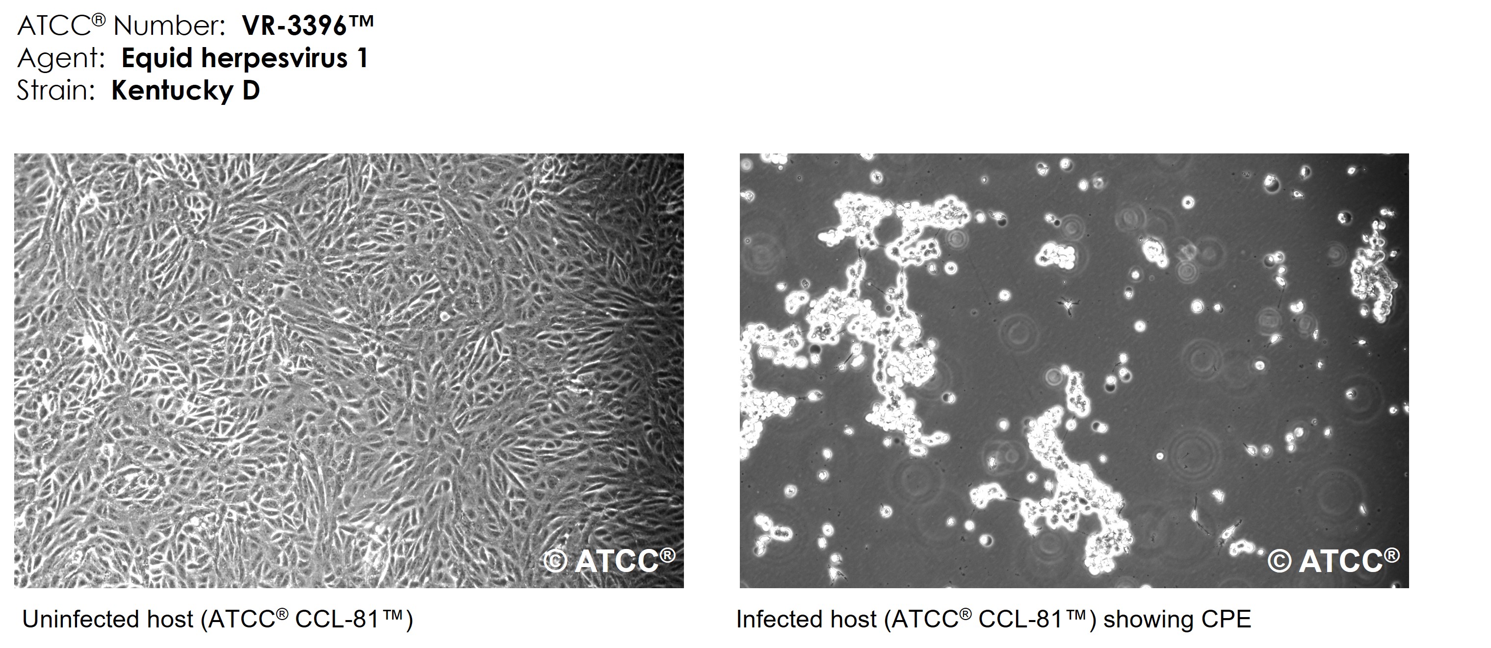 Micrograph of VR-3396
