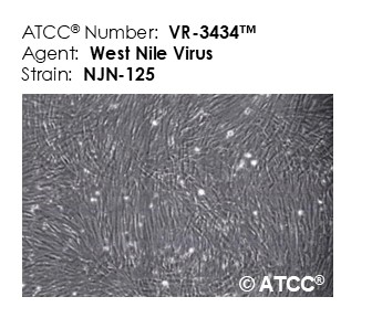VR-3434 growing in cells