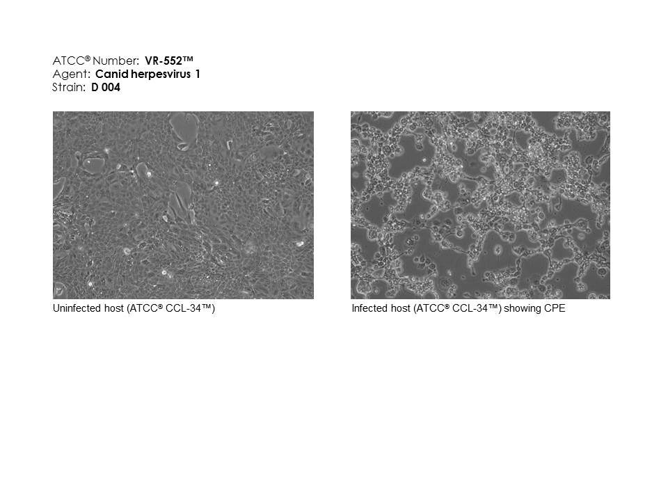 ATCC VR-552 images