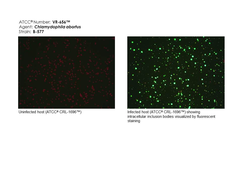 Chlamydophila abortus ATCC VR-656 images