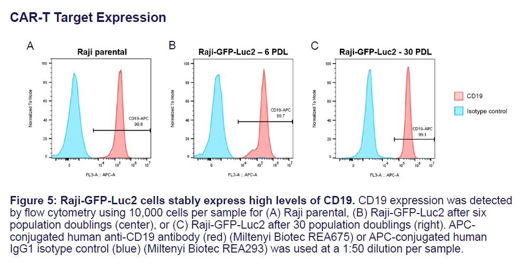 Fig 1 CCL-86-GFP-LUC2