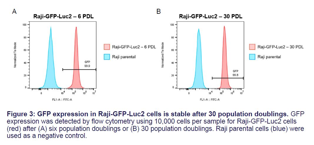 Fig 2 CCL-86-GFP-LUC2